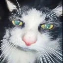 d_cat_tired