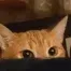 CatWatching