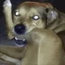 dogbiteleg