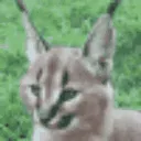 shxfloppaears