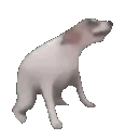 dogdance