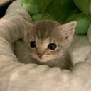catlookingcute
