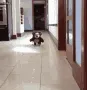 cutedog17