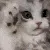 cutekitten