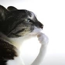 hm_cat