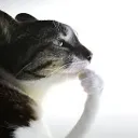 hm_cat