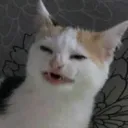 eughwhatthefuck