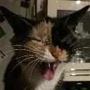 spicy_jaycat