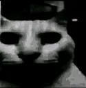 gato