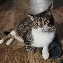 FAT