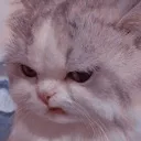 madcat