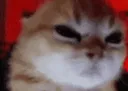rage_cat