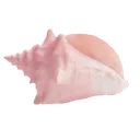 shell_3