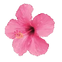 TropicalFlower