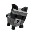 racoon