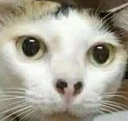 Huhcat Discord emoji