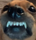 Dog Discord emoji