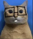 nerdcat Discord emoji