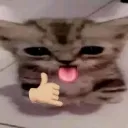 sillycat
