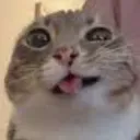 cat_silly