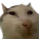 dong