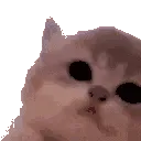 kittyJAM