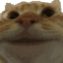 565catnod