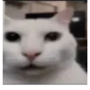 wut_cat