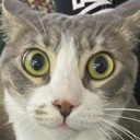 Cat with wide, dilated pupils and a startled, unblinking expression.