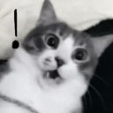 A black and white cat with wide, shocked eyes and an open mouth, featuring a black exclamation point symbol next to its head.