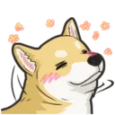 shibablush