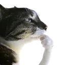 fcatthink