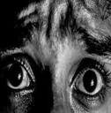 FEAR