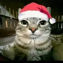 xmascat