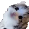catStare