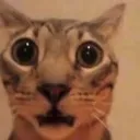 O_