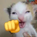 catpointandlaugh