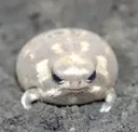 frog