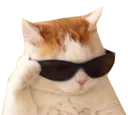 catsunglasses