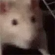 ratJam