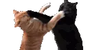 CatFight