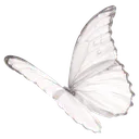 white_butterfly