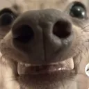 angrydog