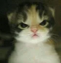 catcat