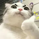 Cat_Thumbsup