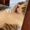 A close-up of a cat with wide eyes and an open mouth looking shocked.