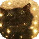 vrcr_paps_fashion_queen