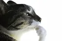 CatThink