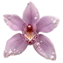 7_flower 7_flower