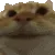 CatYes